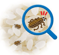 コクゾウムシ 米食い虫 が湧く原因は 毒性や予防対策や駆除まとめ アリスの陽なたぼっこ