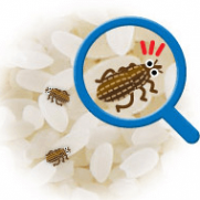 コクゾウムシ(米食い虫)が湧く原因は？毒性や予防対策や駆除まとめ