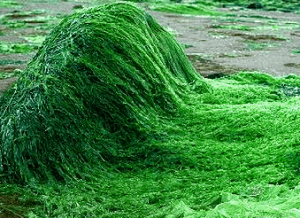 海の中の藻の一種のスーパーフードスピルリナ
