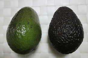 左側が熟していない緑色のアボカドで右側が熟している黒色のアボカド
