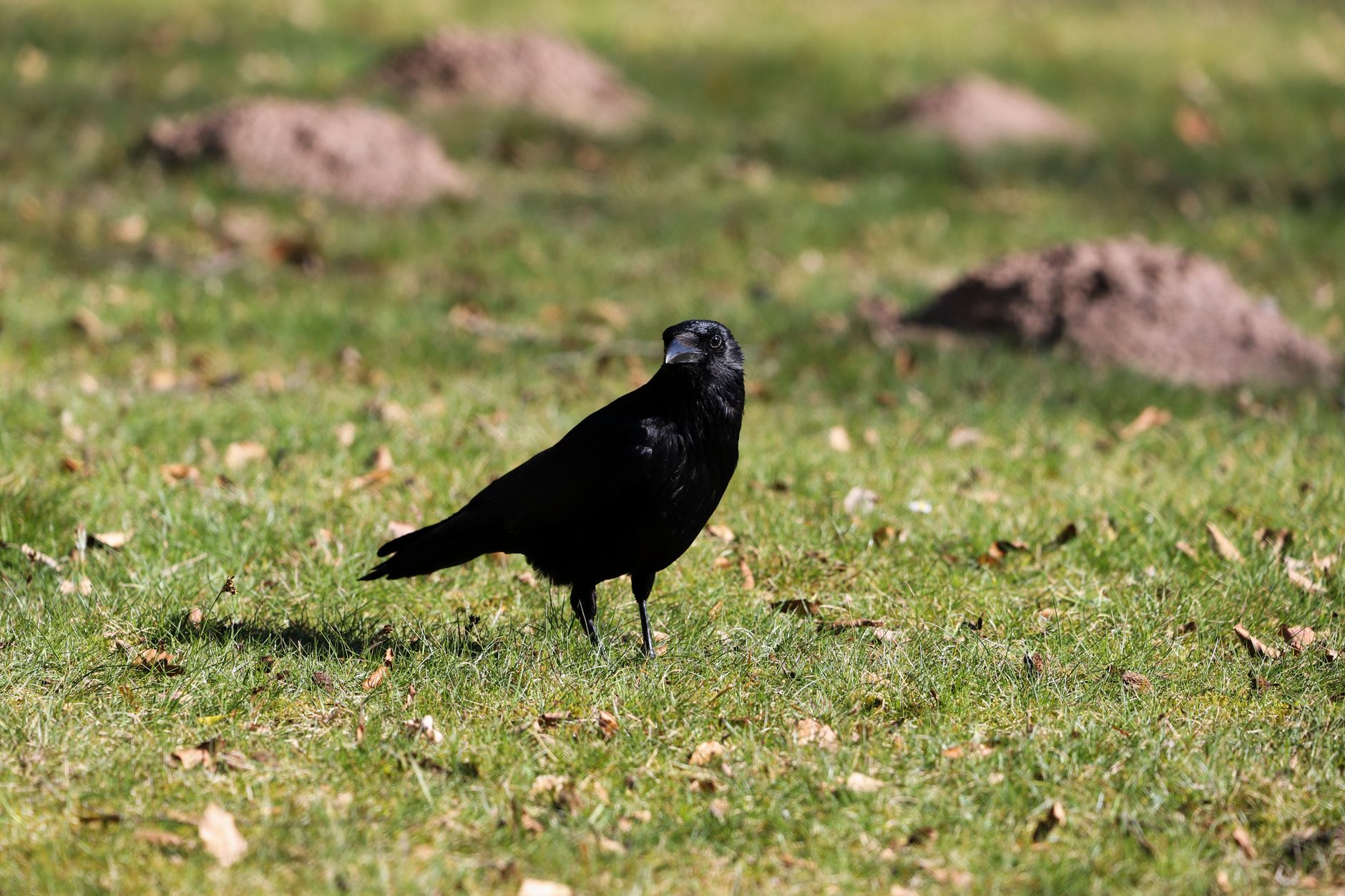 神話や言い伝えに見るカラスの役割