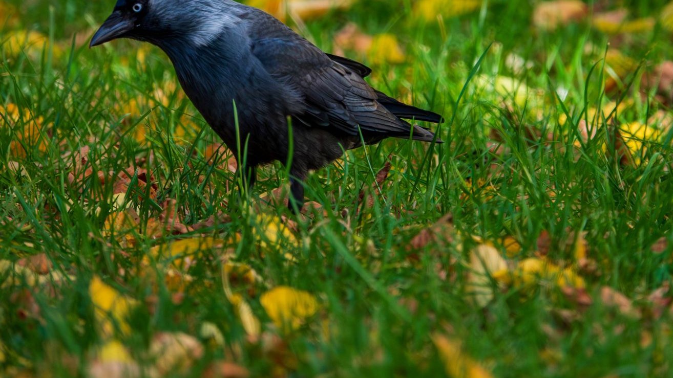 カラスのサインをどう受け止めればいい？
