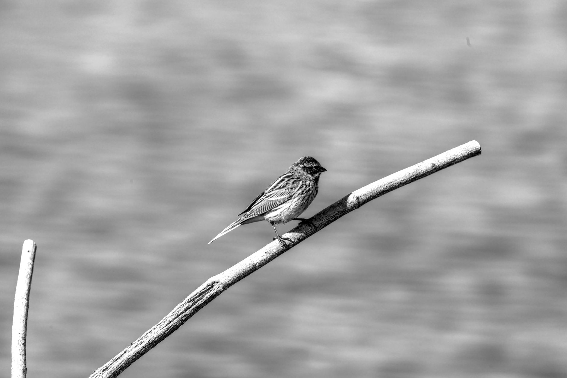 縁起のよい小鳥とは？幸運の象徴とされる鳥の種類と由来